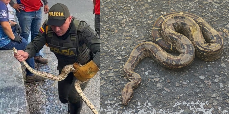 Autoridades rescatan boa constrictora en el centro de Neiva
