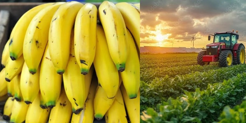 Agro impulsa exportaciones de Colombia: crecimiento de 11,6%