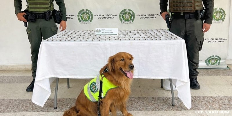 Golpe al microtráfico en Neiva: incautan más de 260 dosis de marihuana