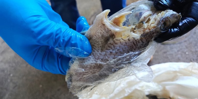 Secretaría de Salud de Neiva decomisa solo 22 kilos de pescado en controles sanitarios de Semana Santa