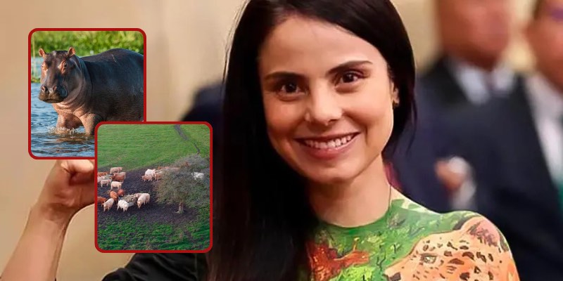 Esmeralda Hernández cuestiona eutanasia de hipopótamos y señala mayor impacto de la ganadería extensiva
