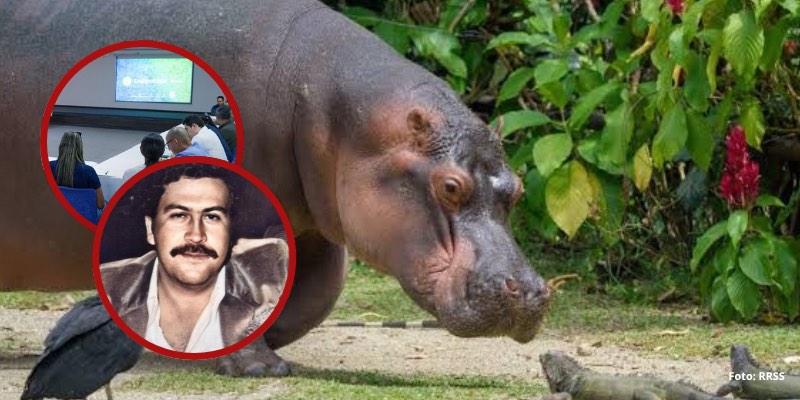 Gobierno e India avanzan en plan para manejo de hipopótamos invasores de Pablo Escobar