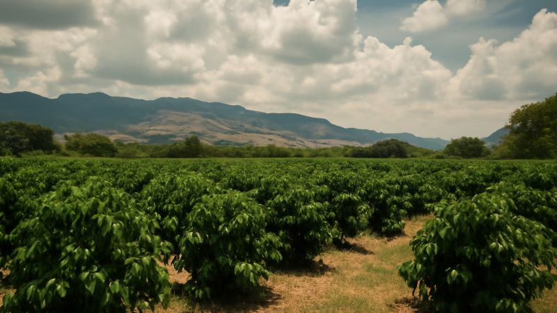 Alertas del Ideam: temperaturas altas y lluvias amenazan cultivos en el Huila