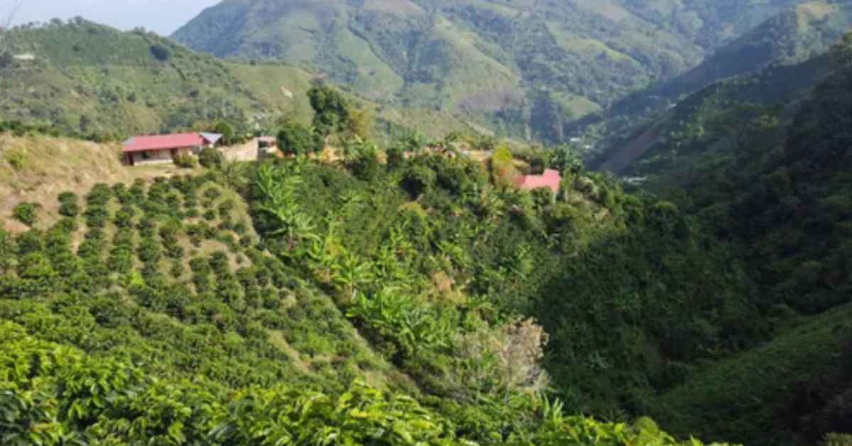 Café de Palermo, Huila, gana Oro en los Latam Global Coffee Awards de la mano de Juan Valdez