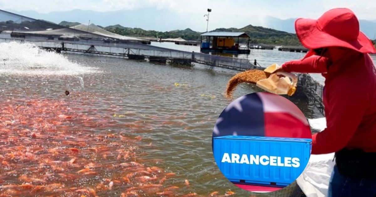 ¿Cómo afecta el alza de los aranceles de EE. UU. a los huilenses? La tilapia, el sector que más pierde