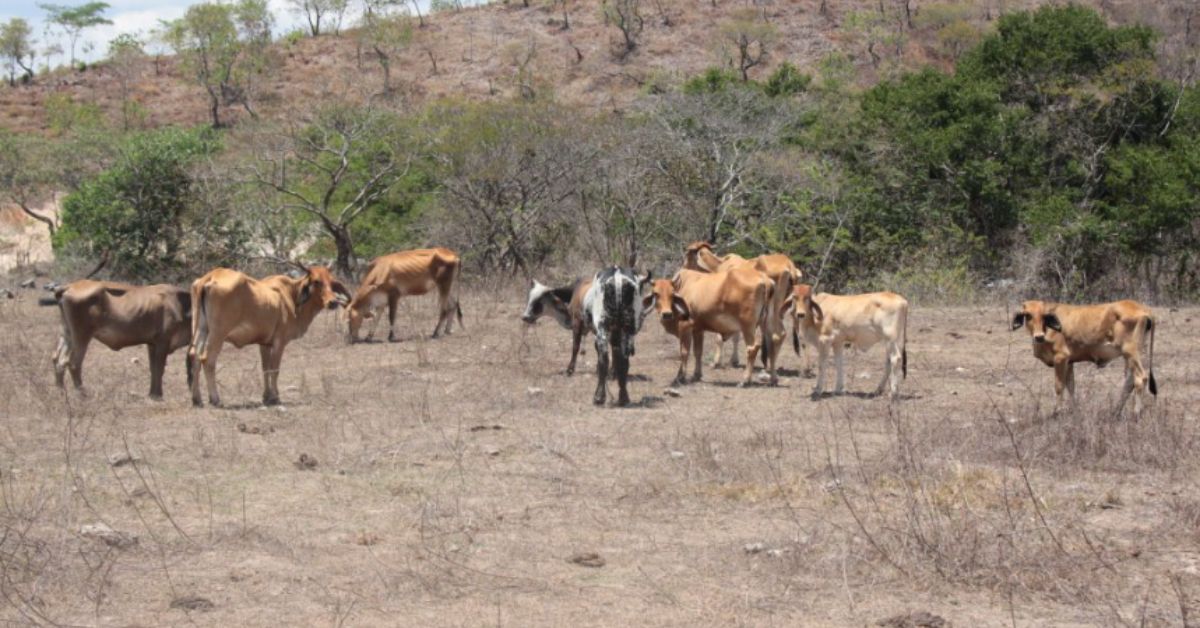 El fenómeno de El Niño amenaza la oferta y los precios de la leche en Colombia, mientras el consumo ya muestra señales de moderación
