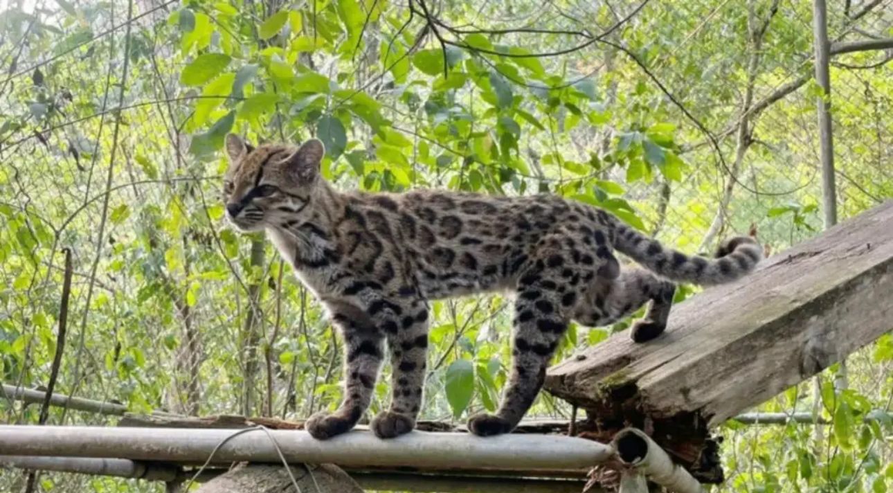 Descubren nueva especie de felino en Bolivia, la primera en 100 años
