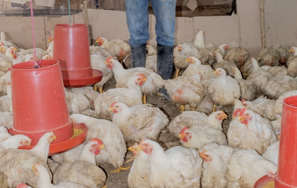 ¡Del campo al éxito! Jóvenes de Garzón conquistan el mercado con pollos de alta calidad gracias a millonario impulso