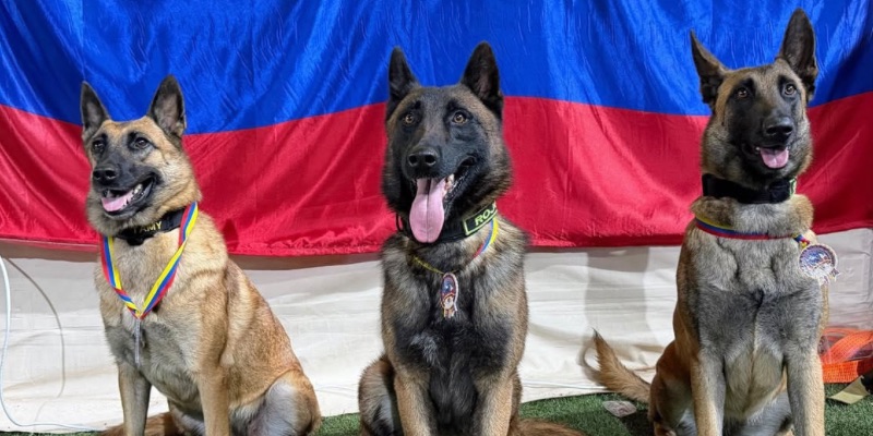 Condecoran a perros colombianos por salvar vidas en Venezuela