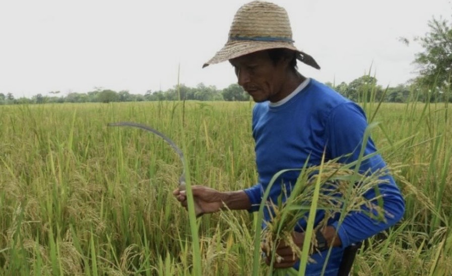 Crisis arrocera en el Huila: Productores lanzan S.O.S. ante riesgo de desaparición del sector