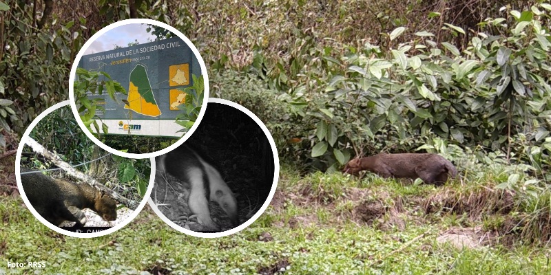 Comunidades rurales fortalecen la conservación ambiental con Reservas Naturales en el Huila
