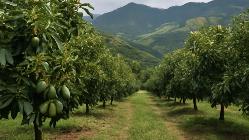 Santa María diversifica economía con aguacate Hass de exportación