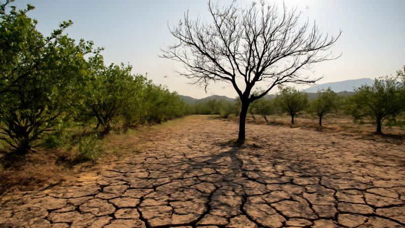Sequía reseca los limonales del Huila: agricultores claman por sistemas de riego