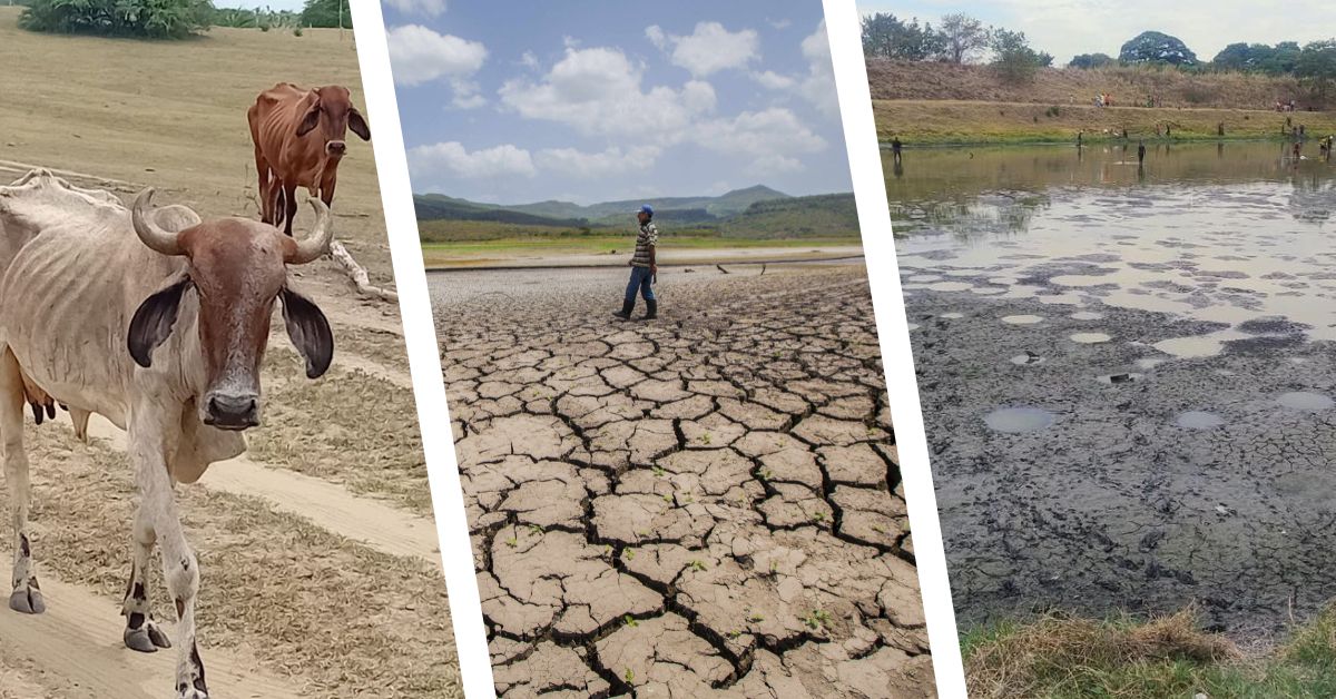 El Niño presiona cosechas, ganado, agua y energía en Colombia, según cifras de gremios y entidades