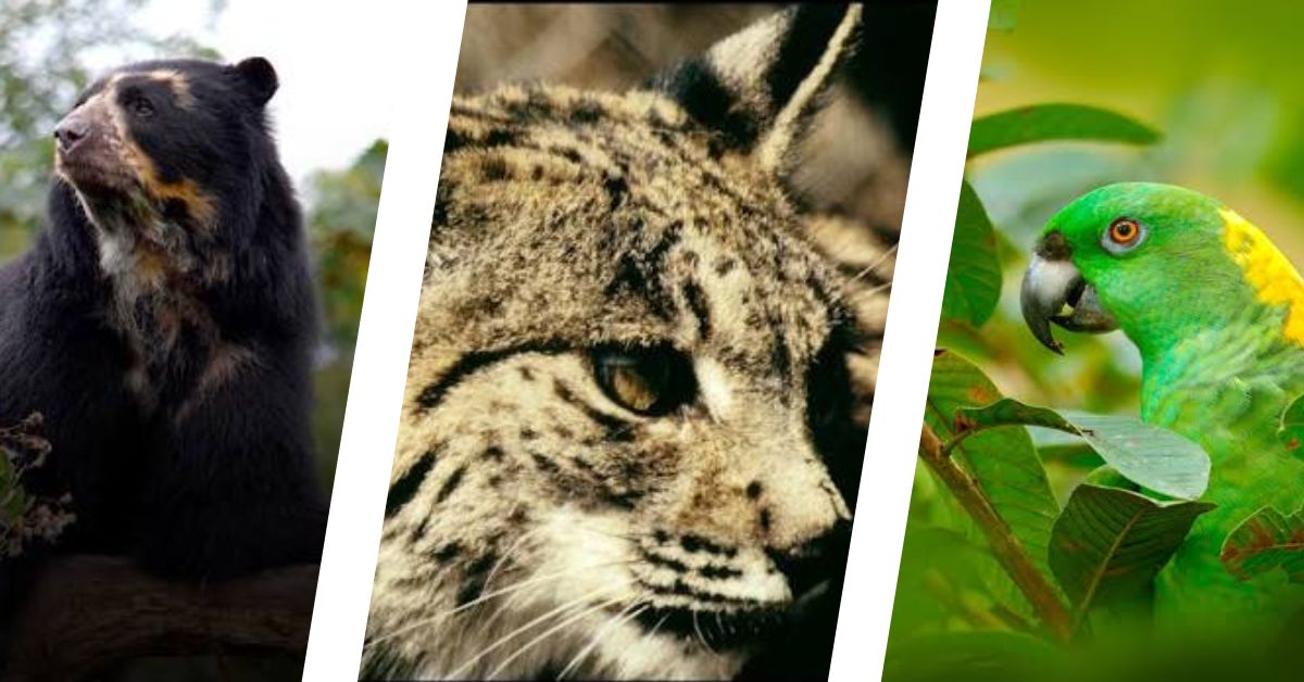 Colombia y Armenia copresiden coalición de 16 países para recuperar especies amenazadas